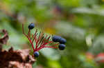 American umbrellaleaf